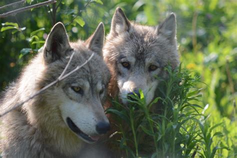 Wolf sanctuary of pa - The Wolf Sanctuary of PA Bill and Barbara Darlington opened their nonprofit Wolf Sanctuary back in 1980. It is still run by their family today, with more than 50 gray wolves and wolf-dogs living ...